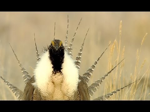 Gunnison Sage-Grouse