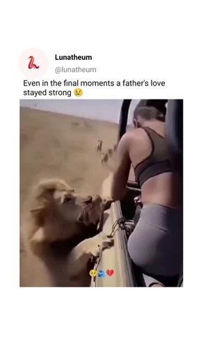 Lunatheum on Instagram: "The lion is one of the most iconic animals on Earth, often called the “king of the jungle,” though it mainly lives in grasslands and savannas. Lions are social big cats, living in groups known as prides, which usually consist of related females, their cubs, and a few males. Male lions are easily recognized by their manes, which symbolize strength and help protect the neck during fights. Unlike other big cats, lionesses do most of the hunting, working together to take dow