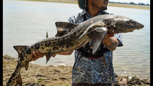 Shark catch and cook | How to properly harvest a leopard shark