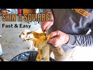 How to SKIN a SQUIRREL | Fast and Easy