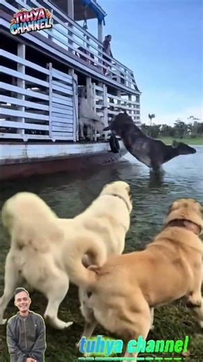 🐶 Anjing Heboh ! Sapi Turun dari Perahu, Suasana Jadi Ramai
