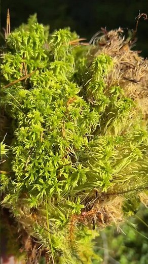 PROCESSING FRESH MOSS🪴 #houseplants #alocasia #monstera #repotting #moss #sphagnum