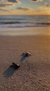 It's our favorite time of year at LMC 🐢 Our research team has documented a total of 6,132 nests within the 9.5-mile stretch of beach they monitor so far this season; 173 leatherback nests, 5,382 loggerheads nests, 577 green nests With nesting numbers rising daily, it is crucial to remember the vital role these creatures play within our environment! To learn more about nesting season do's and don'ts, visit our website. https://marinelife.org/2023/05/09/sea-turtle-nesting-season/ (https://marinel