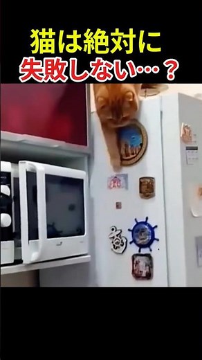 Cats have embarrassing moments too. #CatFails #FunnyCatVideos #shorts