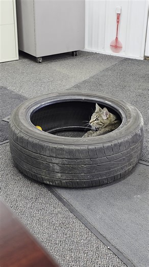 8.6K views · 100 reactions | I bet you didn't know we sell cat toys!  Gently used tires available. Check the list on our website: https://www.frenchlakeautoparts.com/our-tires | French Lake Auto Parts, Inc | Facebook