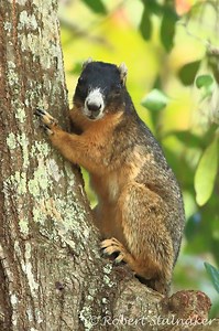 Sherman's fox squirrel - Alchetron, the free social encyclopedia