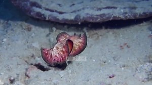 The Future of Ocean Exploration