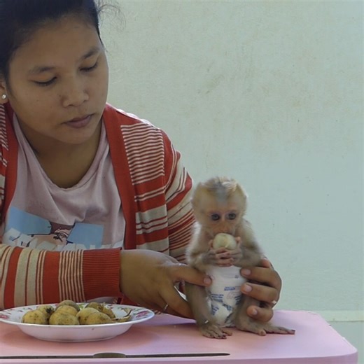 Cute Baby Monkey Bom's | Mr Bon