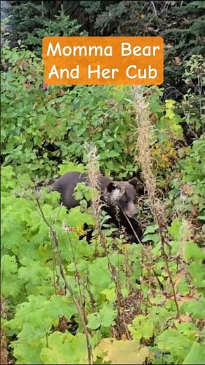Grizzly Bear With Cub Walking Along Road | Canada Wildlife