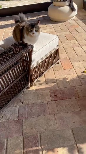 I’ve been training my cats. Clearly, they are geniuses. | Ellen DeGeneres