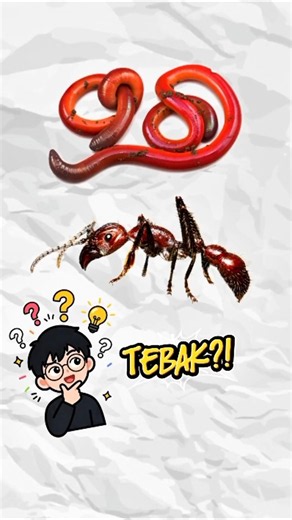 Hewan apa yang hidup berkoloni..