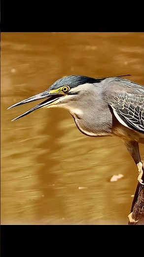 Precision in Motion: The Little Heron Hunts ❤️🦅 #herons #birds #birdwatching #birdlovers #wildlife