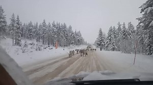 Reindeer in Sweden... | Era&Lili's Garden