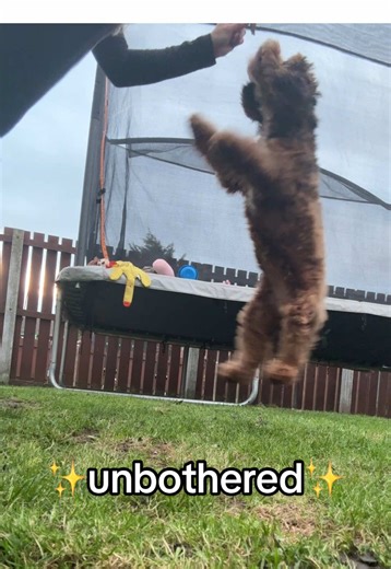 Everyone arguing in the comments of Mabel’s other videos while she’s out here learning new tricks 💁🏼‍♀️ we love an ✨unbothered queen✨ FYI she can roll all the way over she just refuses to😂 @Pets at Home #fyp #dogtok #cockapoo #girldog #dogtricks