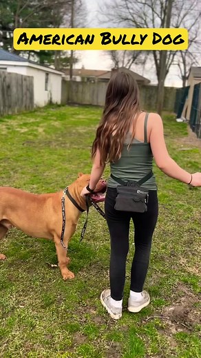 71K views · 2.2K reactions | Unlock Advanced American Bully Training...