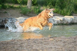 Where to take your dog swimming near Denver