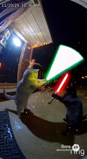 Cats having a light saber battle
