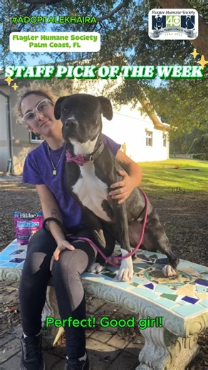 💚 #StaffPickSaturday 💚 This week’s staff pick is Khaira, chosen by kennel attendant Mikayla—and once you meet her, you’ll understand why. 🐾 Khaira is a 2-year-old hound/terrier mix (around 65 lbs) with the sweetest soul. She can be a little shy at first, but give her a moment and her happy, outgoing personality comes shining through—along with that big, beautiful smile. ✨ Walks nicely on a leash ✨ Sits for treats ✨ House-trained ✨ Good with other dogs ✨ Affectionate & playful Khaira came to u