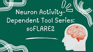 Neuron Activity-Dependent Tool Series: scFLARE2