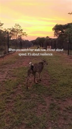 She’s 12. For a cheetah, that’s not just a number, that’s a story. 🐆🫶🏼 Faith survived meningitis earlier in her life, an infection that causes inflammation around the brain and spinal cord and requires intensive veterinary care. Not every animal survives. She did. When you watch her walk now, it’s not about speed. It’s about resilience! She isn’t suffering, she’s an older cheetah who overcame something serious and is still here. The Cheetah Conservation Project works in hands-on, ethical cons