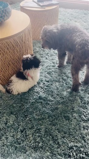 “Chanel” met our next door neighbor “Lila” — who used to be Gucci’s best friend at our beach condo🏝️ ! 🐾💖. It was a moment, my heart is full. ❤️❤️💕💕 Awwwwww …. They SO love each other! ☺️❤️ So sad…. So happy! | Marsha Doll Models