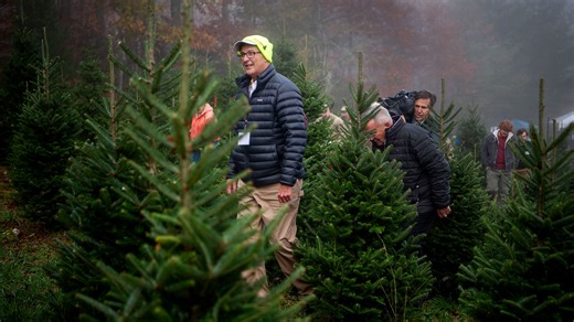 2024 White House Christmas tree chosen from Avery County farm after Tropical Storm Helene
