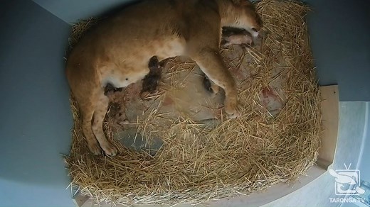 Because one cub-date is never enough!! Tune in now as we hear from Louise Ginman, Unit Supervisor of Carnivores as she reveals a few more details about our newest arrivals. And don't forget to check out Taronga TV's brand new Cub-Cam which gives you exclusive access into the lives of these precious little cubs as they eat-sleep-play-repeat 🦁😊 Check it out at: www.taronga.org.au/cubcam #forthewild #tarongatv #newarrival #lioncubs #zooborns | Taronga Zoo Sydney