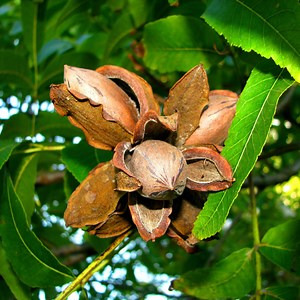 Pecan Tree for Sale | Fruit Tree Seedlings | TN Nursery