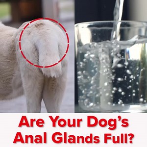 102K views · 611 reactions | Anal gland issues can be scary for your dog, luckily there’s an easy way to help them. Learn more below. | PetLab Co. | Facebook
