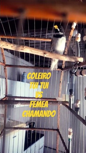 Coleiro Tui Tui vs Fêmea chamando 🎶 #coleirotuitui #coleiro