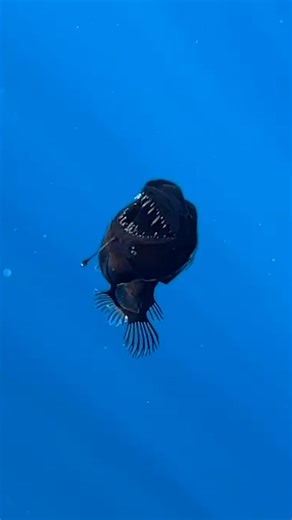 3M views · 25K reactions | Aliens of the ocean   | LADbible | Facebook