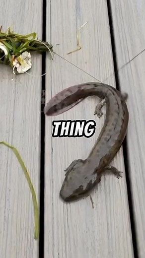 22K views · 1.1K reactions | RARE catch on a HOT DOG  #fishing #fish Not an axolotl apparently it’s a mudpuppy what do you think? | Dryfly Outdoors | Facebook