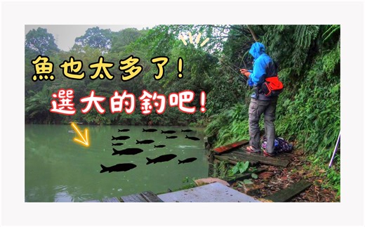 台灣也天冷了! 鱼情却不冷! 这里鱼多到可以选大尾的钓 ｜野生池塘｜飞蝇钓｜飞钓｜钓大物｜ Maxcatch Saltwater Rod｜饲料毛钩｜ #fl