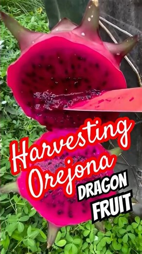 Harvesting Orejona Dragon Fruit 🌵#dragonfruit #dragonfruitplant