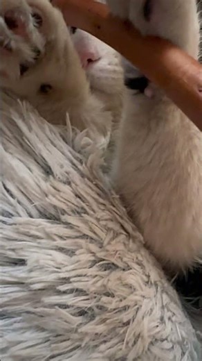 Брысь обнял кресло и уснул как человек😻 | Brys fell asleep hugging the chair like a human😻