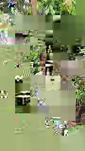 Imam pasand mango or hima pasand mango or himayath mango/ഹിമാപസന്ത്‌ മാങ്ങ . . . imampasanth,imam pasanth mango,imayath mango,variety mangoes in kerala,mango varieties malayalam,tasty mango varieties,best mango varieties,mangotree care,mangotree diseases,mallika mango,himayat mango tree,imam pasand mango tree malayalam,hima pasand mango,himapasand,ima pasand mango,muthalamada mango,hima pasanth,bigsize mango variety,mango krishi malayalam,himayat mango,best mango,mango krishi,karshakamithram,man