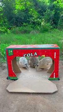 New Creative Underground Quail Trap Using Cardboard Box #Shorts