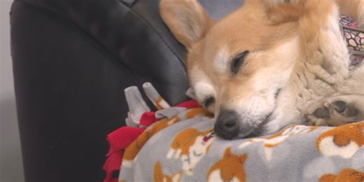 New home for old dogs created by woman’s last wish