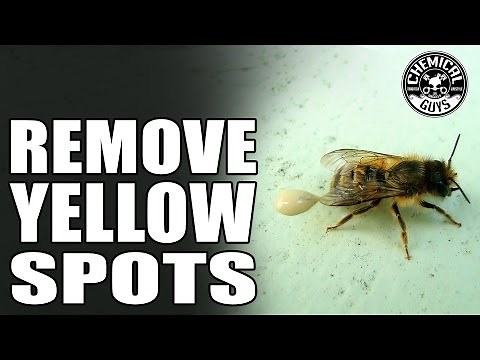 What Are Those Yellow Spots On My Car? It's Bee Poop! - Chemical Guys Car Wash