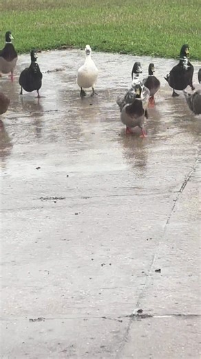 Duck Daddy (@duckdaddy225)’s videos with original sound - Duck Daddy