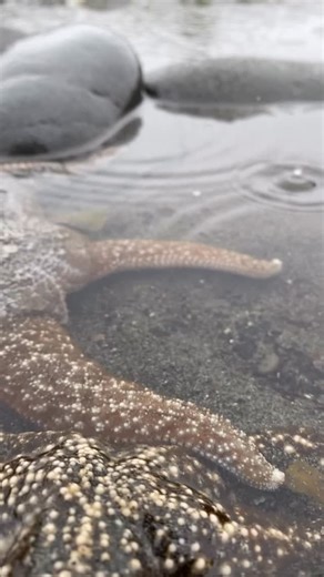 Kayla Flora on Instagram: "Beautiful starfish in Homer, Alaska #alaska #nature #kaylaflora #natgeoyourshot #conservation #natgeo"