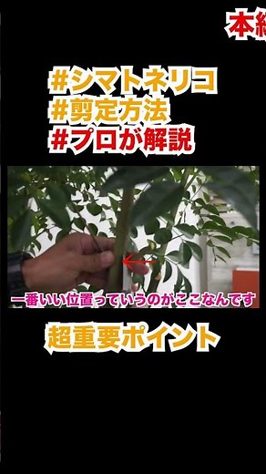 植栽シマトネリコの剪定で超重要ポイントはここだけ