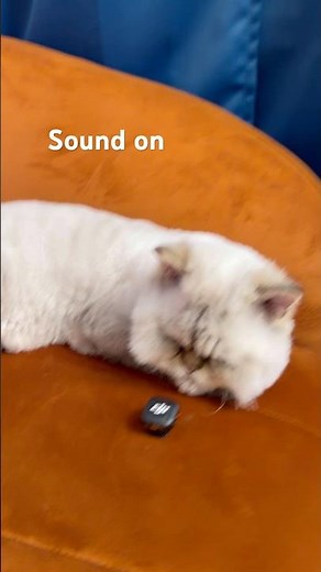 Hear real Persian cat purring