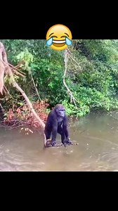 Try not to laugh 😂😂😂 #funny #animal #reels | Pino Life