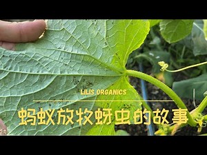 The story of ants grazing aphids