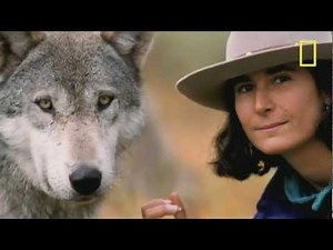 The Hidden Lives of Wolves