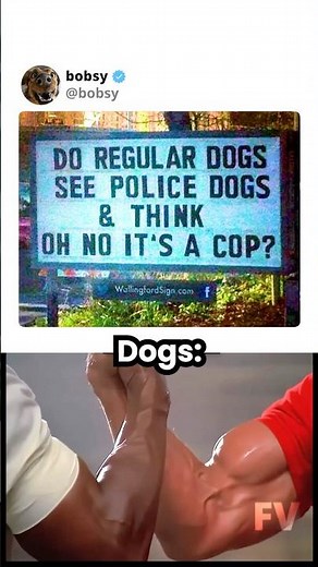 Dogs meeting K9s #crazilyfunny