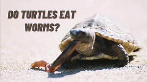 Do Turtles Eat Worms? List Of Worms You Can Feed Your Turtle
