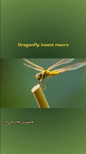 Dragonfly Up Close 🪰 Nature in Macro!