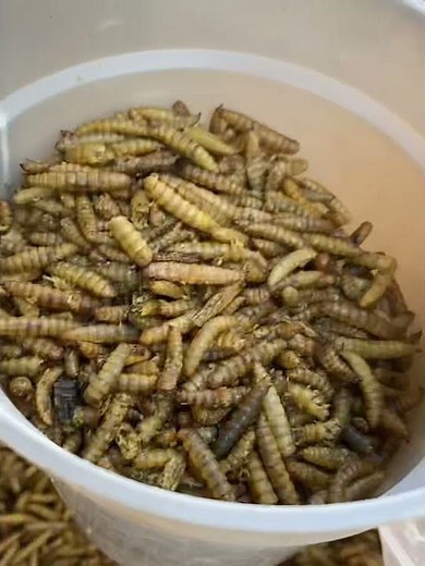 Feeding meal worms to my chickens